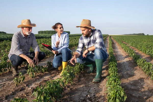 Three People Crouching Vegetable Field Looking Crops Discussing Two Male — Φωτογραφία Αρχείου