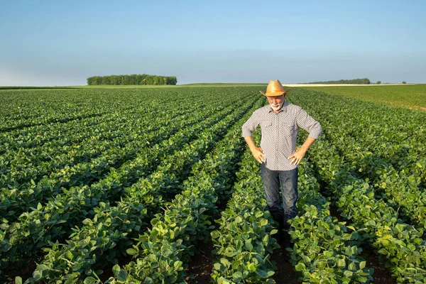 Elderly Farmer Monitoring Crops Standing Soy Field Senior Agronomist Surveying — Stok fotoğraf