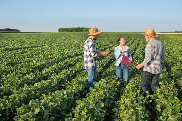 クリップボードの交渉を保持する若い女性農学者 大豆畑に立つ2人の男性農家が農業について — ストック写真
