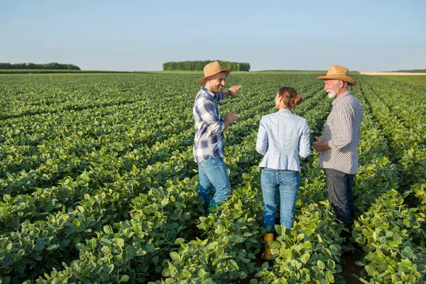 Representante Ventas Seguros Mujer Caminando Campo Soja Entre Dos Agricultores — Foto de Stock