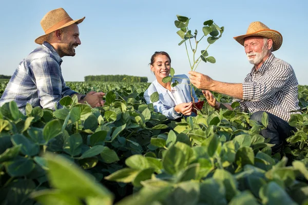 Representante Ventas Seguros Femenina Tocando Raíz Planta Soja Smiilng Dos — Foto de Stock