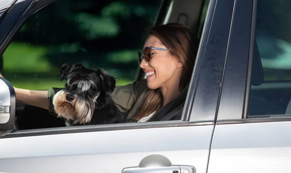 Junge Autofahrerin Mit Sicherheitsgurt Unterwegs Attraktive Autofahrerin Mit Zwergschnauzer Hund — Stockfoto