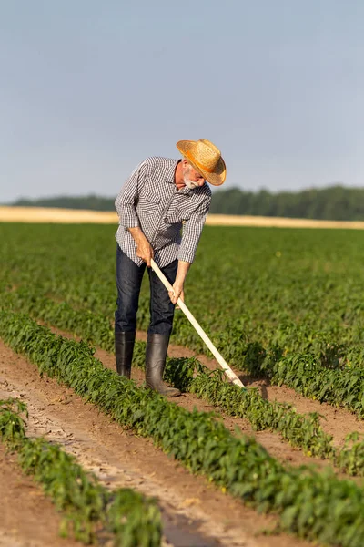 Granjero Mayor Trabajando Aire Libre Bajo Sol Hombre Usando Sombrero — Foto de Stock