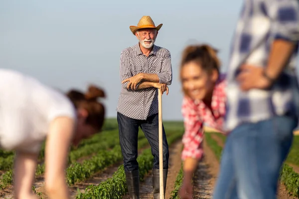 Tres Jóvenes Agricultores Que Trabajan Campo Primer Plano Granjero Mayor — Foto de Stock