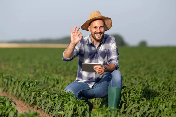Young male agronomist crouching in vegetable field holding tablet. Attractive man smiling at camera showing okay sign.