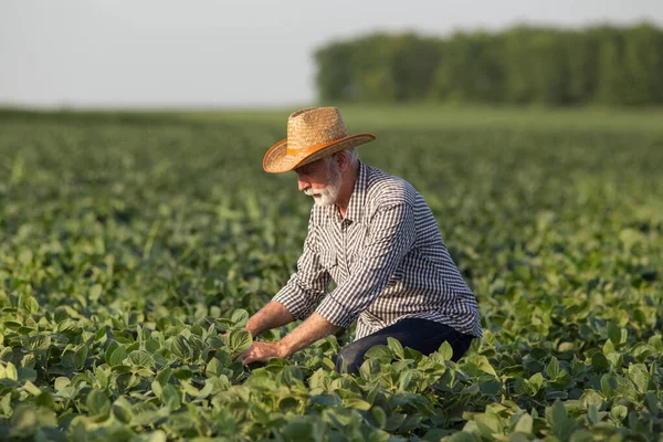 麦藁帽子をかぶった大豆畑で働く上級農学者 高齢農家うずくまるピッキング監視植物 — ストック写真