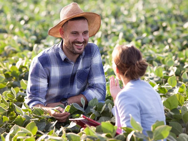 Atraente Agricultor Masculino Mostrando Planta Soja Para Jovem Agrônomo Feminino — Fotografia de Stock