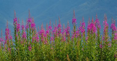 Rosebay Willowhere (Chamerion angustifolium) yazın yüksek dağlarda mavi gökyüzüne karşı