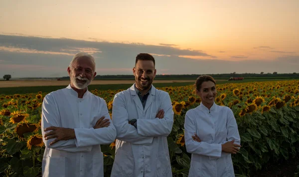 Tým Agronomů Bílém Plášti Stojí Zkříženýma Rukama Před Slunečnicovým Polem — Stock fotografie