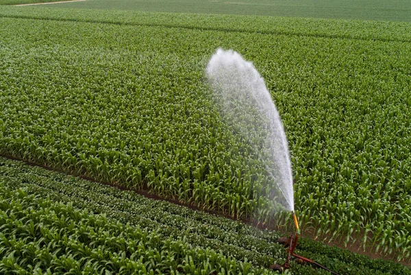 Citra Udara Penyemprotan Air Dari Sistem Irigasi Ladang Jagung Pada — Stok Foto