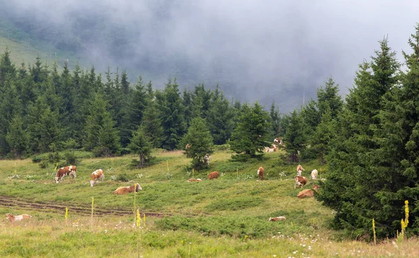 Groupe Vaches Simmentaires Pâturant Sur Pré Face Forêt Sempervirente Sur — Photo