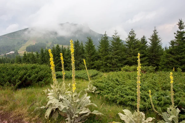 Zwarte Mullein Verbascum Nigrum Gele Bloemen Weide Met Bergtop Achtergrond — Stockfoto