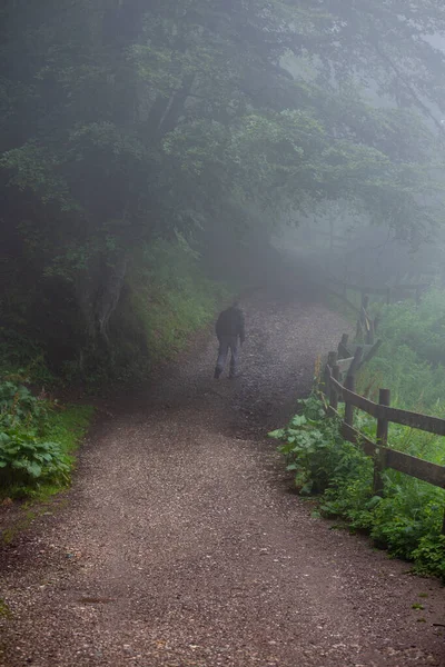 Rückansicht Eines Mannes Der Nebligen Tag Wald Den Hügel Hinaufgeht — Stockfoto