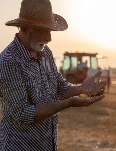 Фермер Держит Руках Зерно Пшеницы После Сбора Урожая Сельскохозяйственном Поле — стоковое фото