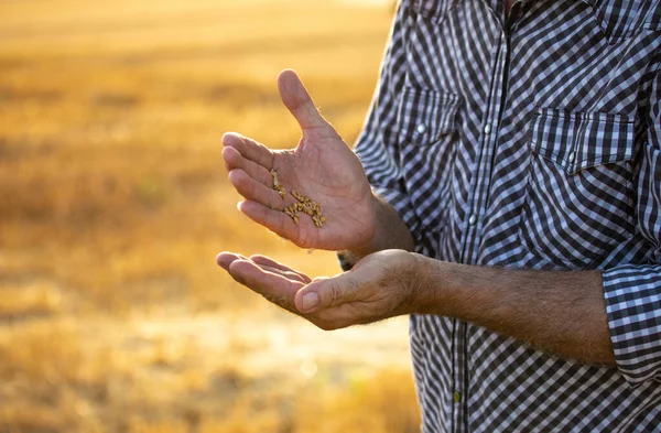 Närbild Bönder Som Håller Vetekorn Skörden Fältet Sommaren — Stockfoto