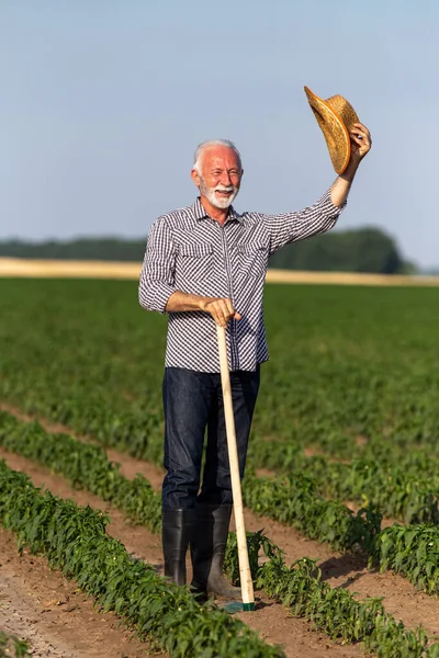 Granjero Mayor Parado Campo Usando Azada Jardinería Hombre Mayor Saludando — Foto de Stock