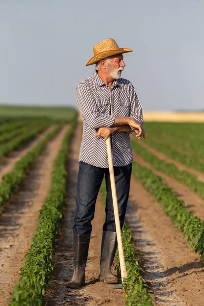 Agricoltore Anziano Pausa Mentre Lavora Campo Vegetale Uomo Anziano Indossa — Foto Stock