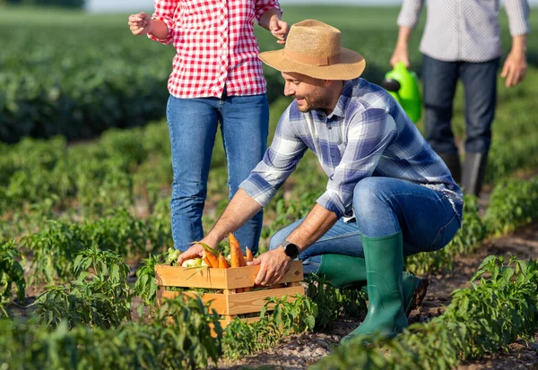 Attraente Giovane Agricoltore Azienda Raccogliendo Cassa Legno Piena Verdure Due — Foto Stock