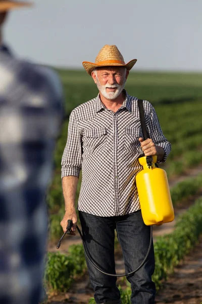 老年男性农民手持手泵喷雾器站在辣椒地里 在田里干活的老年人在植物上施肥 — 图库照片