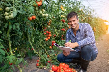 Seradaki erkek tarım uzmanı domateslerin kamerayla göz teması kurduğunu not alıyor. Sebze toplayan çiftçi.. 