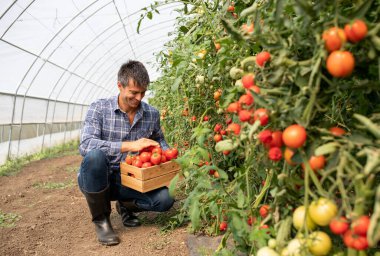 Erkek çiftçi domates bitkilerinin yanında çömelmiş, gülümsüyor. Agronomist elinde tahta sandıkla sebze topluyor.