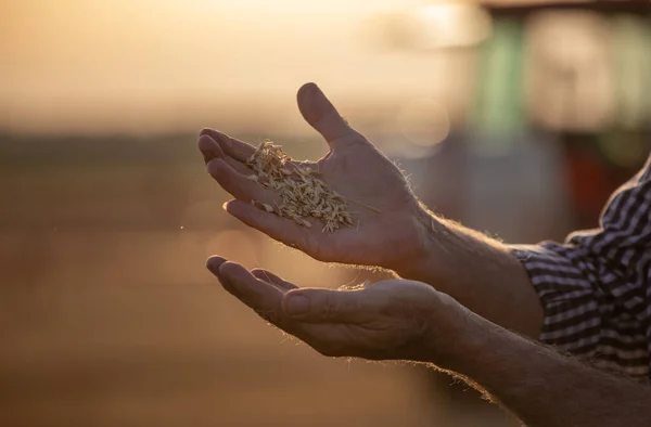 Primo Piano Delle Mani Degli Agricoltori Che Detengono Cereali Frumento — Foto Stock