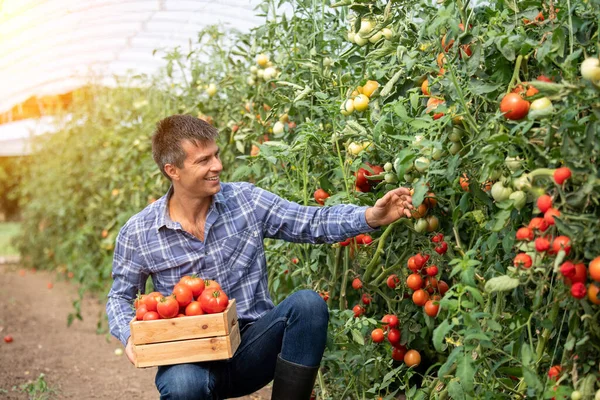 Hombre Agrónomo Camisa Cuadros Recogiendo Tomates Sonriendo Agricultor Trabajando Invernadero — Foto de Stock