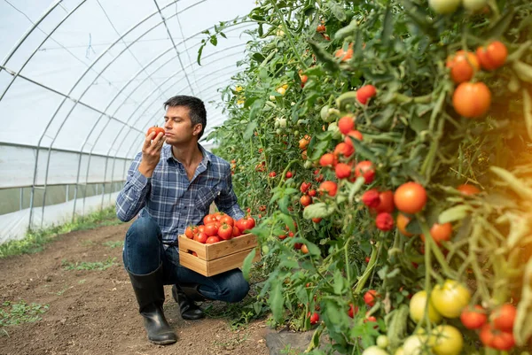 Serada Çalışan Erkek Çiftçi Domates Topluyor Agronomist Ahşap Sandığı Tutarken — Stok fotoğraf