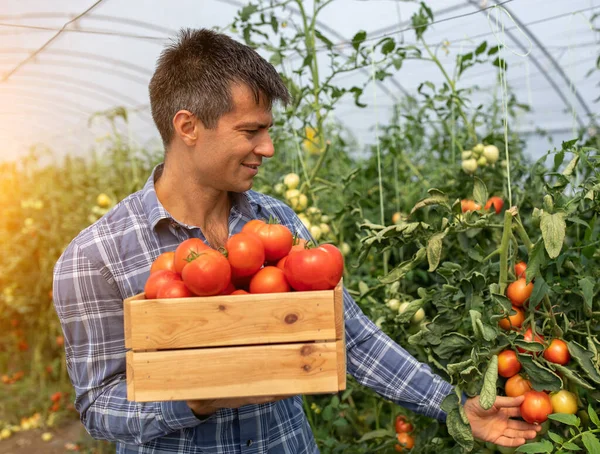 Agrónomo Sosteniendo Cajón Madera Con Tomates Trabajando Invernadero Hombre Agricultor — Foto de Stock