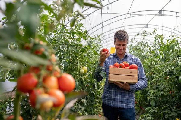 Agricultor Masculino Woking Pegar Tomate Maduro Entre Plantas Altas Estufa — Fotografia de Stock