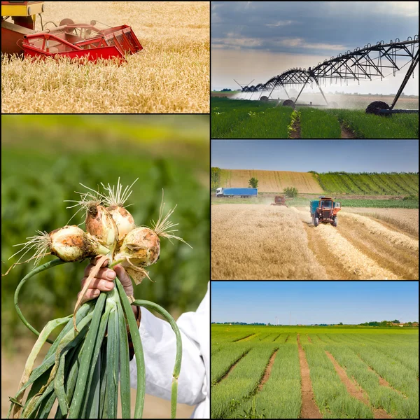 Agricultural work collection — Stock Photo, Image