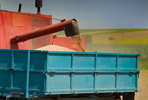 Harvesting — Stock Photo, Image