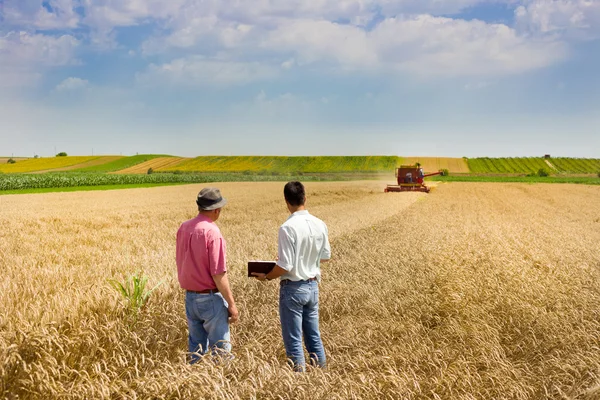 Business people on wheat field — Stock Photo, Image