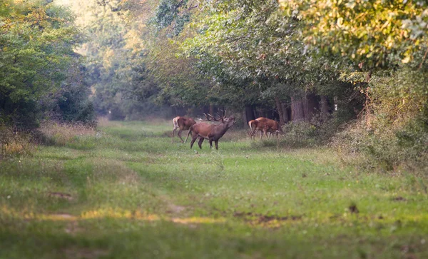 Рычание красных оленей — стоковое фото
