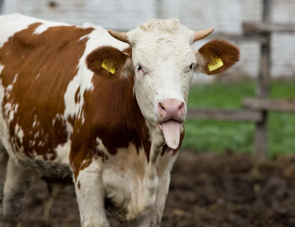 Funny cow — Stock Photo, Image