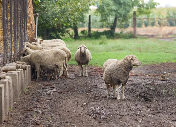 Sheep — Stock Photo, Image