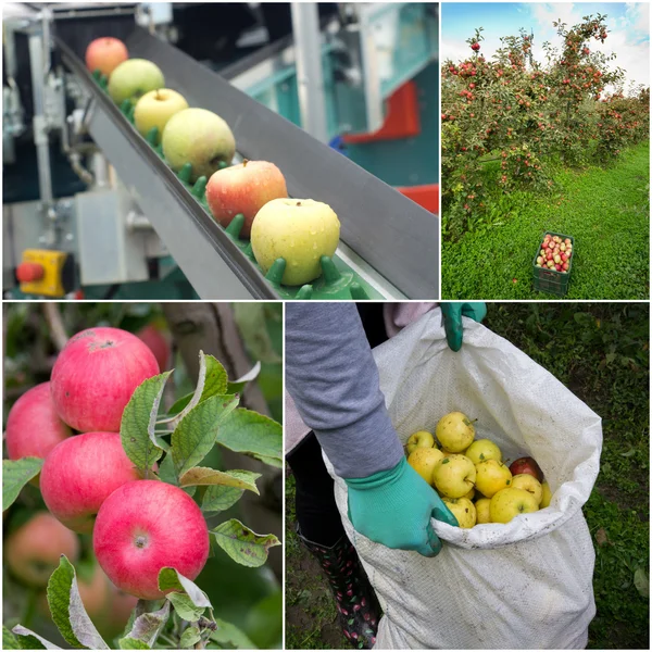 Collage récolte de pommes — Photo