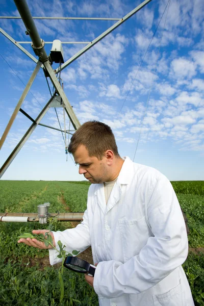 Agronom v oboru — Stock fotografie