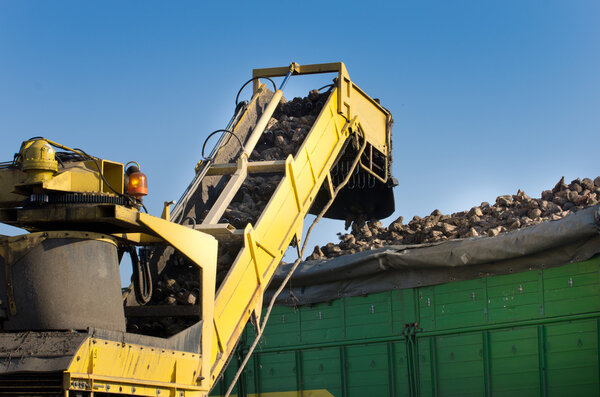 Сбор сахарной свеклы
