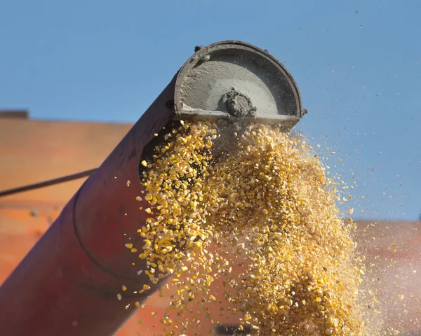 Corn harvesting — Stock Photo, Image