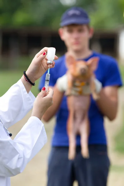 Vacunación con lechón —  Fotos de Stock