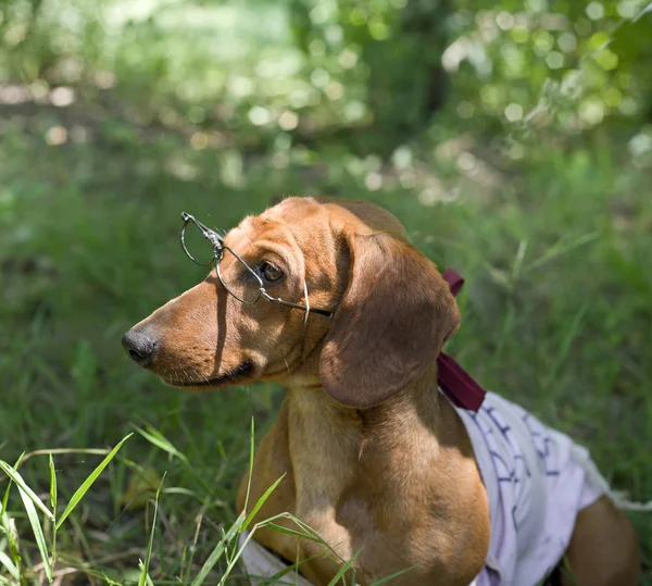 Perro con gafas — Foto de Stock