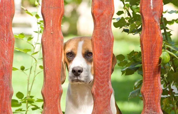 Cão atrás da cerca — Fotografia de Stock