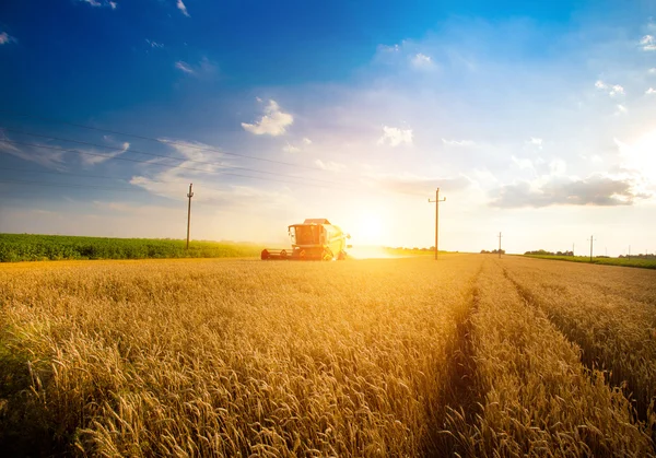 Raccolta del grano — Foto Stock