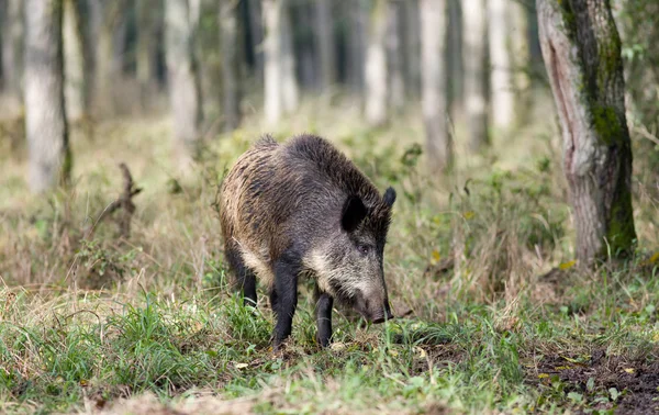 Wilde zwijnen — Stockfoto