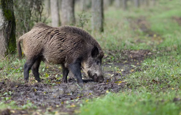 Wilde zwijnen — Stockfoto