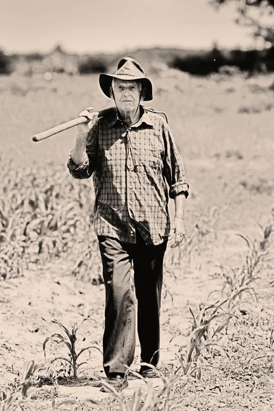 Old peasant in corn field — Stock Photo, Image