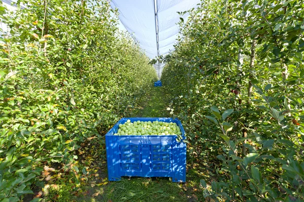 Huerto de manzana — Foto de Stock