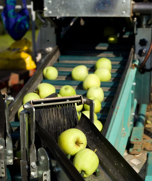 Oogst van de appel — Stockfoto