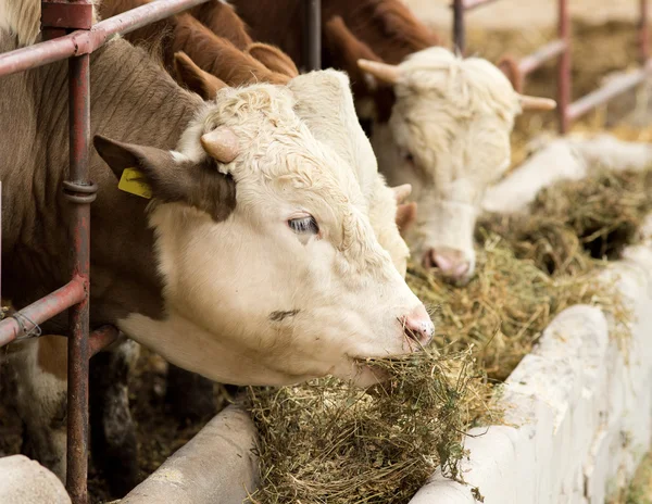 Alimentación de vacas — Foto de Stock